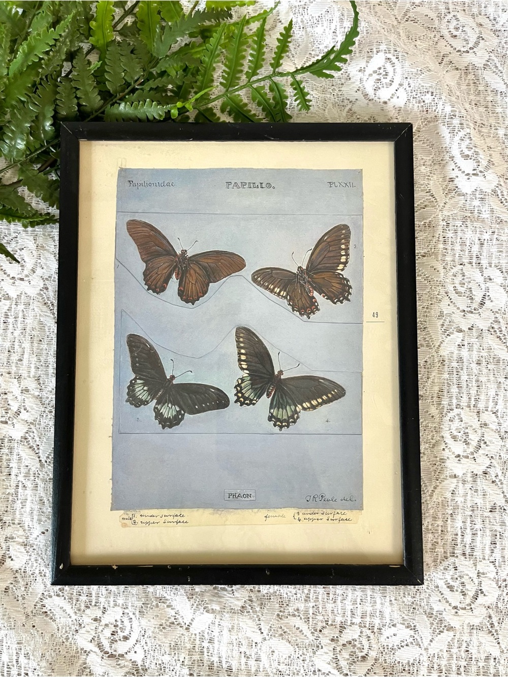 Vintage Black Framed Butterfly Decor 9x11.5”